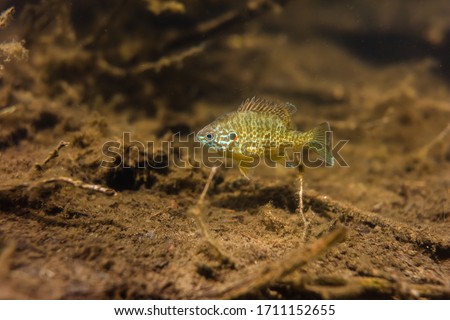 Pumpkinseed Sunfish guarding its spawning site in a lake in north Quebec, Canada.
