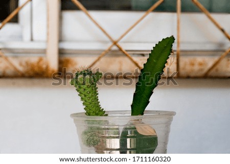 This picture is a cactus in a plastic glass. Recycle concept in Global warming crisis.