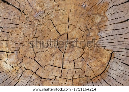 Wood texture of apple tree with cracks and rings