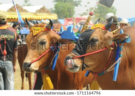 Madura cattle are ready to take part in the cattle race contest