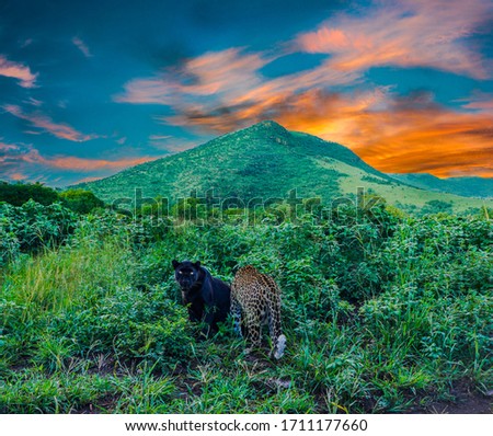 leopard and black panther in lush green bush in the great African savanna