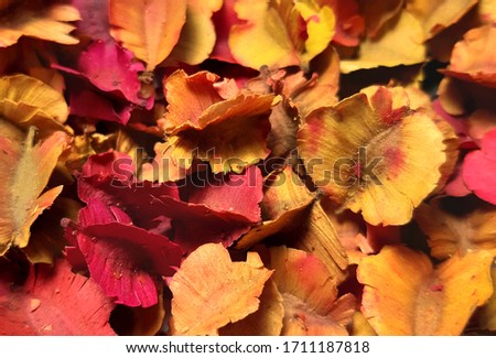 Dried flower and leaves background with red, yellow, orange and brown color
