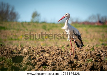 a black and white stork stands on a field and looks into the camera