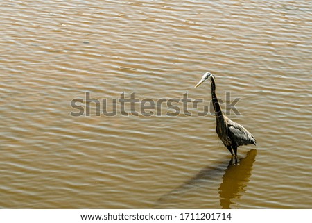 Great Blue Heron Wading in a Lake.