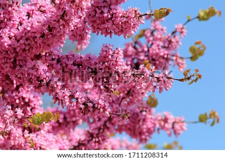 Cercis siliquastrum branches with pink flowers in spring Royalty-Free Stock Photo #1711208314