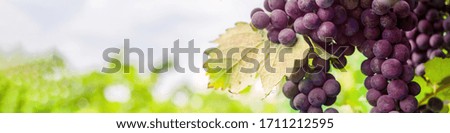 vineyard panoramic shot with grape bunch copy space for advertising and information