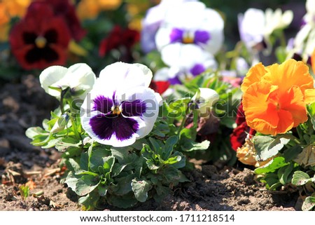 Colorful pansies in the Park in spring