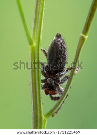 A very fuzzy jumping spider (Platycryptus californicus) clambering on plant stems, seen from below. Photographed in Delta, British Columbia, Canada