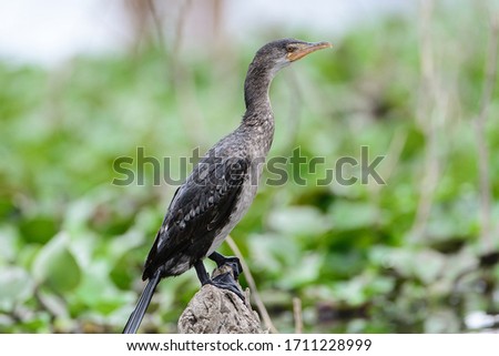 The reed cormorant (Microcarbo africanus), also known as the long-tailed cormorant, is a bird in the cormorant family Phalacrocoracidae. It breeds in much of Africa south of the Sahara, and Madagascar
