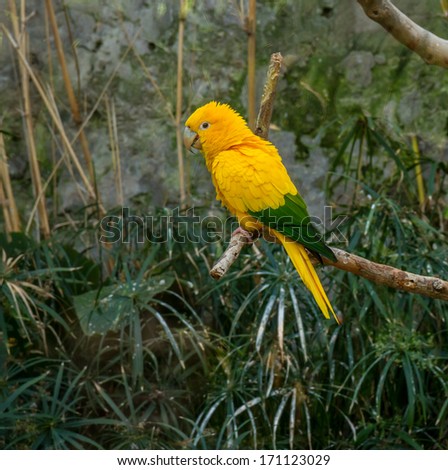 Colourful yellow  lori  parrot bird sitting on the perch