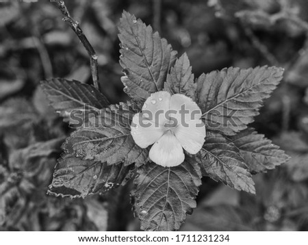  Spring Flower in Black and White.  Mint white bloom with symmetrical leaf backdrop for use as an ad idea or greeting card theme.