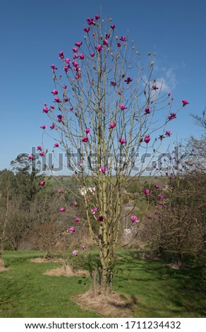 Bright Pink Spring Flowers on a Deciduous Magnolia Tree (Magnolia sprengeri 'Marwood Spring') Growing in a Country Cottage Garden in Rural Devon, England, UK