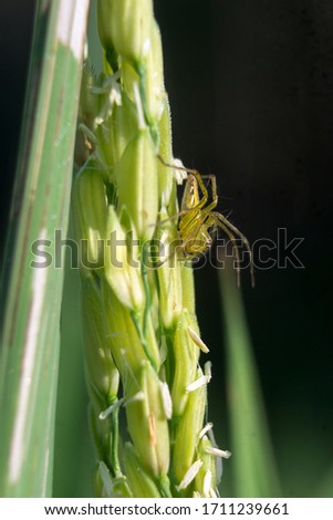 Spider on a Rice, West Java - Indonesia