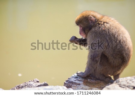 Asian Traveling Ideas. Natural Animalistic Portrait of Japanese Macaque at Arashiyama Monkey Park Iwatayama in Kyoto, Japan. Horizontal Image