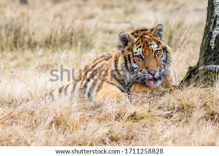 Siberian Tiger. Beautiful, dynamic and powerful photo of this majestic animal. Set in environment typical for this amazing animal. Birches and meadows