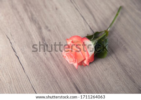 pink roses on the woden table background