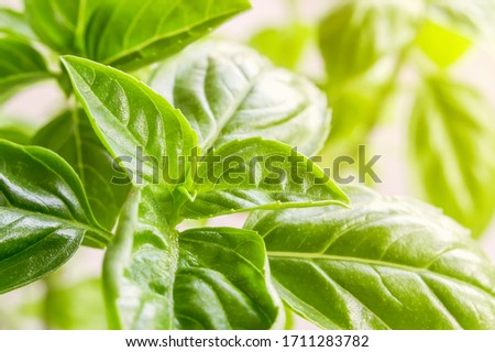 Macro photography of green basil leaves and sprout of on a sunny day. Healthy organic vegetarian food. Italian spice. Home planting. Close-up.