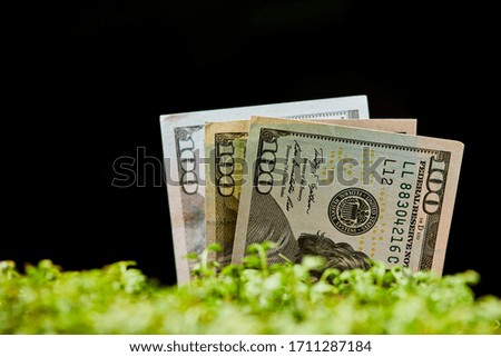 American dollar banknote on natural green background. Growth cash (dollars) concept. Money growing from ground and microgreen. Agricultural investment and cultivation business. Ideas for money making