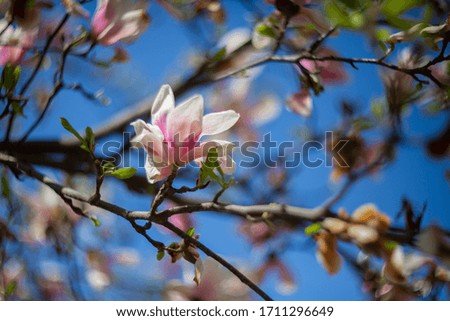 Garden in spring time. Close up of pink magnolia blossoms. Spring floral background with magnolia flowers. Blooming Magnolia tree. Selective focus. Concept of beautiful background.