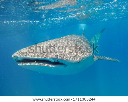 Whale shark in shallow clear water of Mozambique channel  Royalty-Free Stock Photo #1711305244