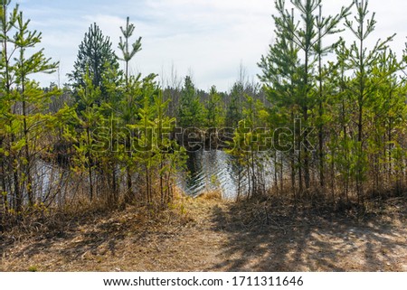 River on the banks of which trees grow in the summer Russian forest on a Sunny day