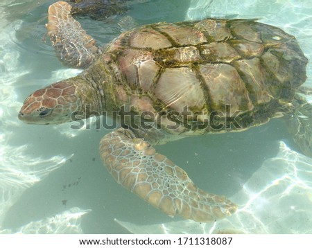 Sea Turtle swimming in sunny weather