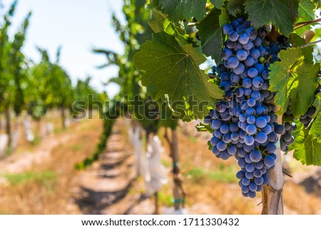 Red wine grapes on a vine in a vineyard in Mendoza on a sunny day Royalty-Free Stock Photo #1711330432