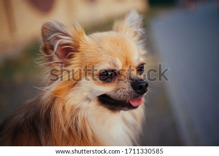 Portrait of a long haired ginger chihuahua dog outdoors.
