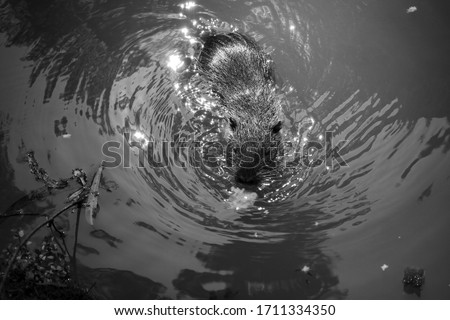 Black and white retro photo of cute muskrat swimming in the water near the shore