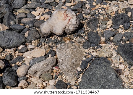 A closeup of the volcanic rocks on the beach in Aruba