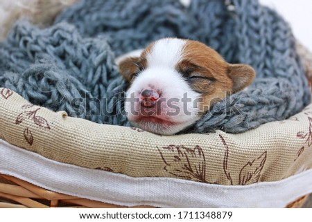 head of a little puppy Jack Russell Terrier sleeping in a warm knitted blanket in a large basket on a light background. Easter gift. New life, pet, motherhood. horizontal