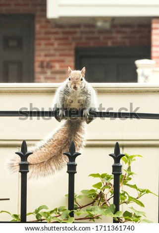 Squirrel standing on a fence and facing the camera