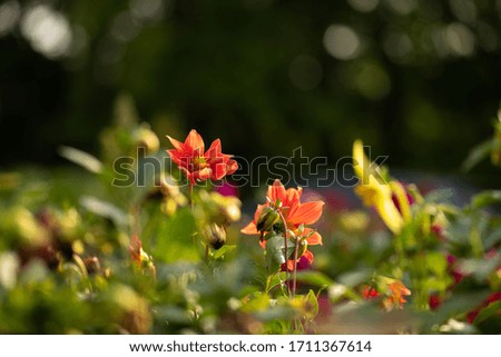 Nice summer flowers on field at sunny day nature flora