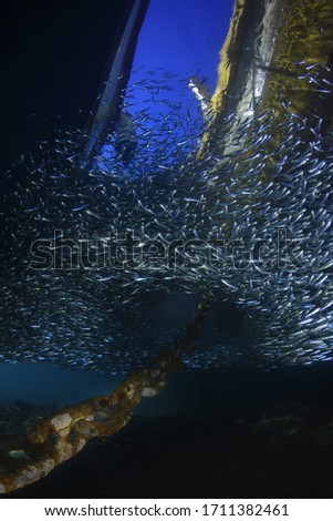 Underwater wide angle photography (chain and lots of silver fish under the boat) Fethiye, Turkey.
