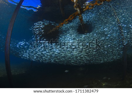 Underwater wide angle photography (chain and lots of silver fish under the boat) Fethiye, Turkey.