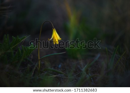 screen wallpaper with a macro landscape of a small yellow flower