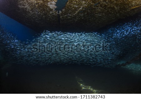 Underwater wide angle photography (chain and lots of silver fish under the boat) Fethiye, Turkey.
