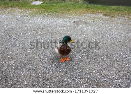 duck on the road of pebbles and grass.close up
