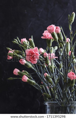Pink carnation flowers in a glass pot with the black, textured background