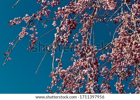 Hanging branches of a cherry blossom tree