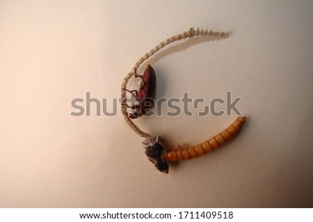 mealworms eating lizard carcass.
the life cycle of a mealworm (Larva and Adult).
Stages of the mealworm.
meal worms, meal worm, superworms, superworm, super worms, super worm, larvae. insects, insect