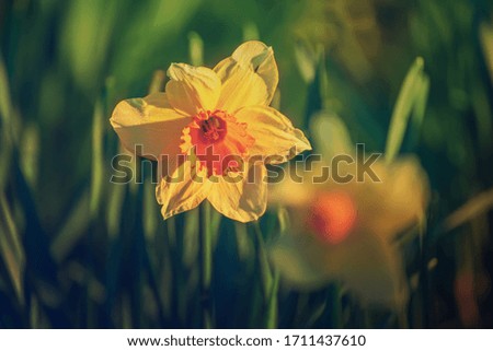 Beautiful yellow daffodils field in spring time