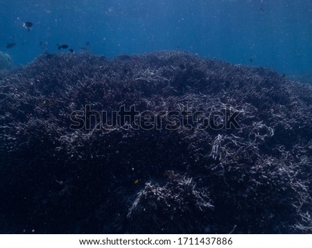 examples of bleached coral on the great barrier reef