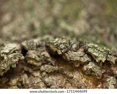 Macro photography of an old tree bark with a shallow depth of field 