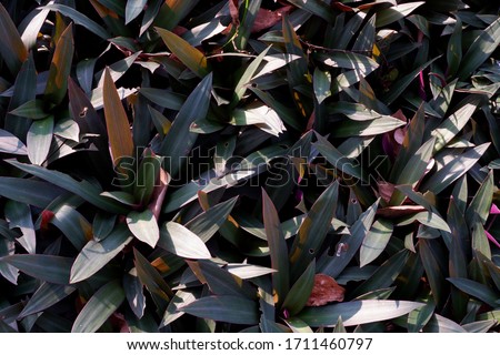 Plant background (tradescantia spathacea) in the park