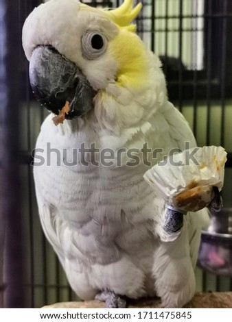 Cockatoo holding a cupcake liner filled with bird food. Funny parrot eating a treat