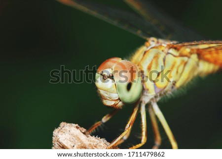 Macro picture of dragonfly in the nature