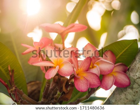 Close-up of pink Plumeria flowers with before sunset backlight.  