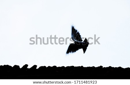 silhouette of pigeon in minimalist theme 