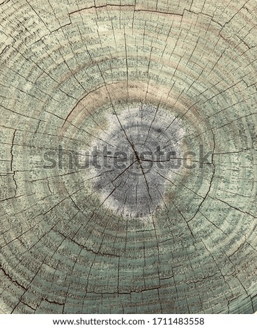 Wood texture brown circle tree trunk cut